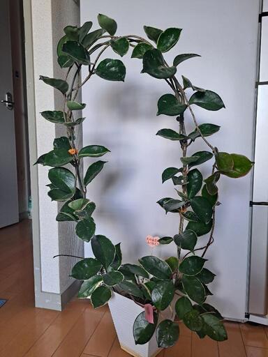 観葉植物です