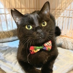 とっても優しいジャックくん