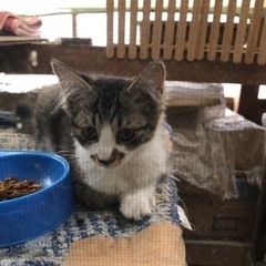 野良猫の子猫生後4ヶ月2匹
