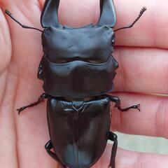 極太オオクワガタトリオ1♂2♀⑫