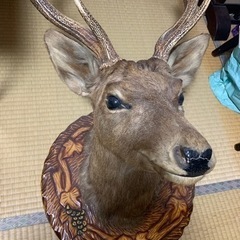 鹿　剥製　10,000円の画像