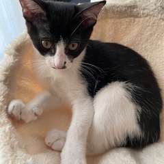 急募　子猫⭐︎ハチちゃん