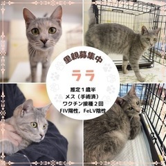 グレー　サビ