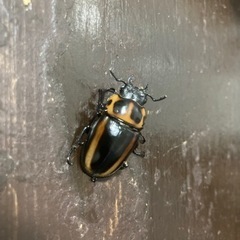 メンガタメリークワガタ　♀単の画像