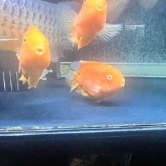 キングコングパロット　熱帯魚　古代魚　大型魚