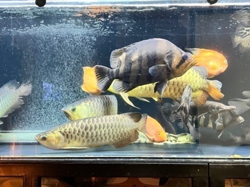 ダトニオプラスワン　熱帯魚　古代魚　大型魚