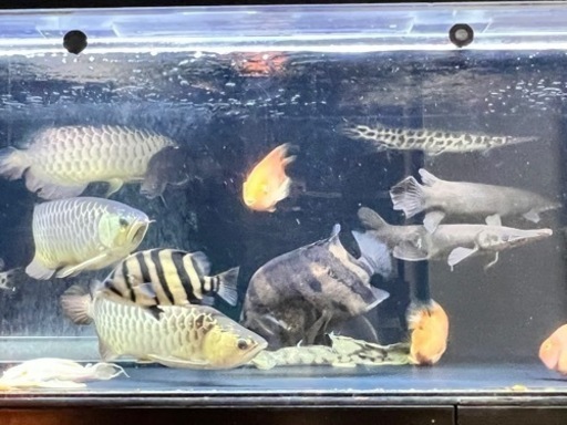 ダトニオプラスワン　熱帯魚　古代魚　大型魚