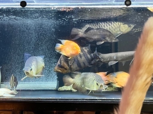 ダトニオプラスワン　熱帯魚　古代魚　大型魚