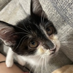 ハチワレ仔猫ちゃん