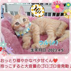 もふもふな仔猫たちとお幸せに❤️