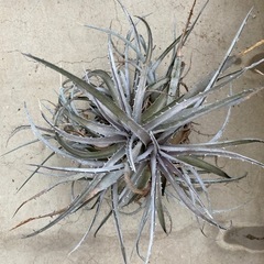 【多肉植物】デイッキア　Dyckia silver bullet...