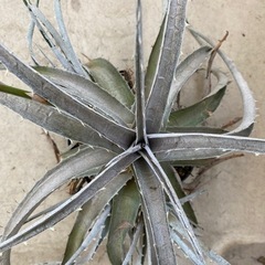 【多肉植物】デイッキア　Dyckia silver bullet 1