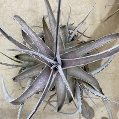 【多肉植物】デイッキア　Dyckia silver bullet...