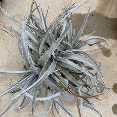 【多肉植物】デイッキア　群生株　Dyckia silver bu...