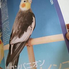 コンパニオンバード　No.06の画像