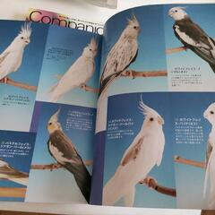 コンパニオンバード　No.06の画像