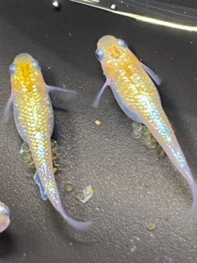 メダカ　サファ王　稚魚　取引中