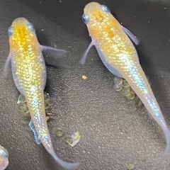 メダカ　サファ王　稚魚　取引中