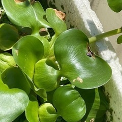 ホテイアオイ🌱の画像