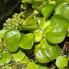 ホテイアオイ🌱の画像
