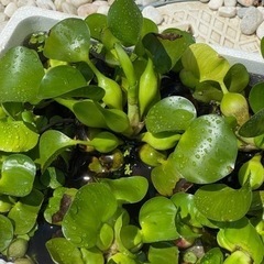 ホテイアオイ🌱