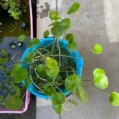 ウォーターコイン　5本　おまけでその他水草