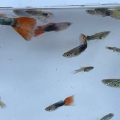 自家繁殖　グッピーいろいろ　1匹 100円の画像