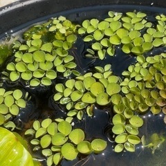 サルビニアククラータ🌱