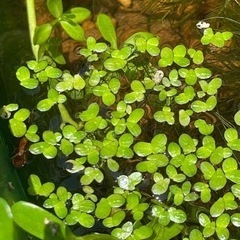 アオウキクサ🌱
