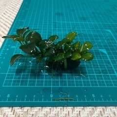 アヌビアスナナ　プチ溶岩石付き