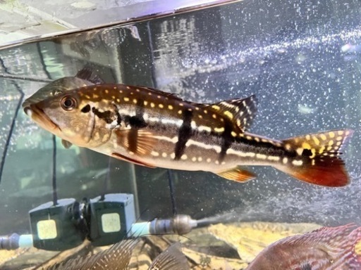 キクラ　テメンシス　ワイルド　約25センチ