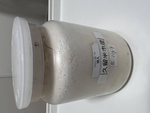 久留米産　オオクワガタの幼虫⑧11g メス