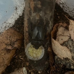 街灯採取カブトムシのメス❗️
