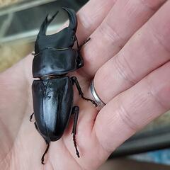 国産 能勢YG血統 オオクワペア売りますの画像