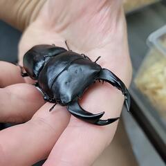 国産 能勢YG血統 オオクワペア売りますの画像