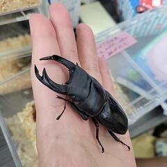 国産 能勢YG血統 オオクワペア売りますの画像