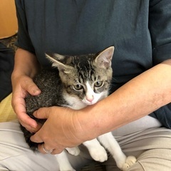 子猫を保護しました。 − 滋賀県