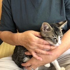 子猫を保護しました。 - 猫