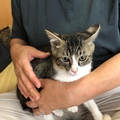 子猫を保護しました。 - 高島市