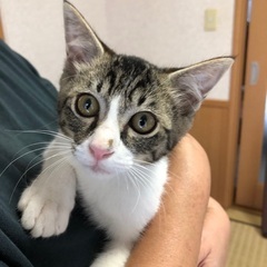 子猫を保護しました。