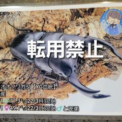 国産 能勢YG血統 オオクワペア売りますの画像