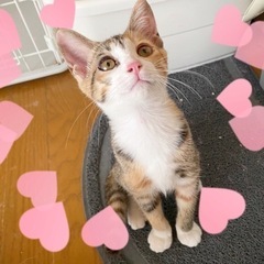 トマト🍅ちゃん♀3ヶ月半ちっさなレイディです