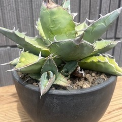 アガベチタノタ大株、中株、子吹いている株アリ、ユーフォルビア1点。 計6