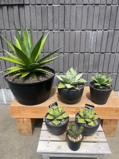 アガベチタノタ大株、中株、子吹いている株アリ、ユーフォルビア1点。　計6点セット