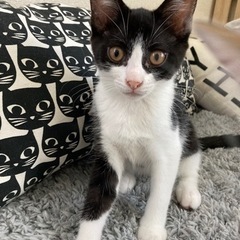 白黒はちわれメス　里親様決まりました