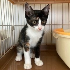 サビ三毛メス　里親様決まりました