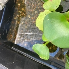 黒メダカの稚魚　10匹くらいの画像