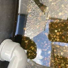 黒メダカの稚魚　10匹くらいの画像