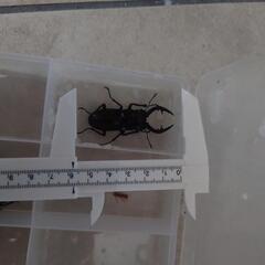 ノコギリクワガタの画像