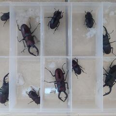 ノコギリクワガタ